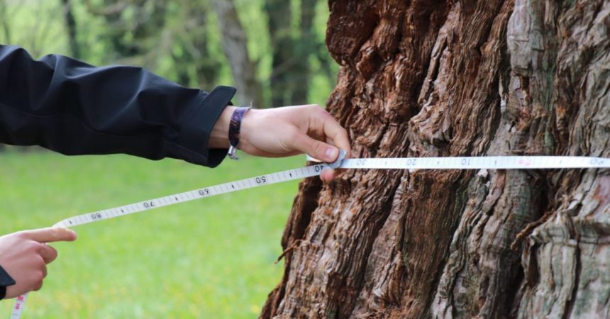 SPE Patrimpoine arboré 2